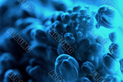 Blue cabbage