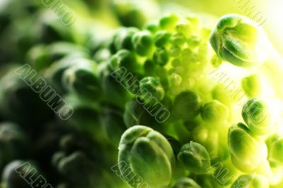 Fresh vegetables