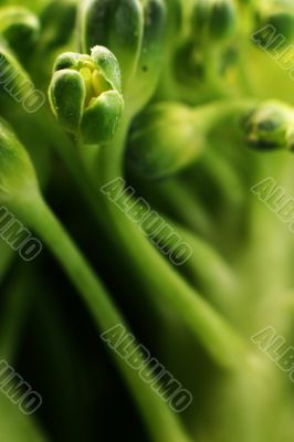 broccoli flowers