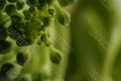 broccoli up close