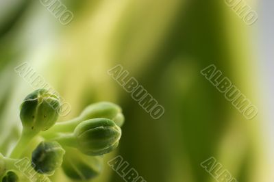 close-up broccoli