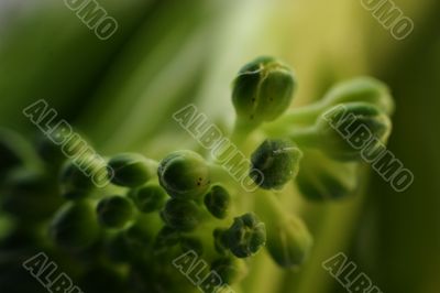 Vegetables in detail