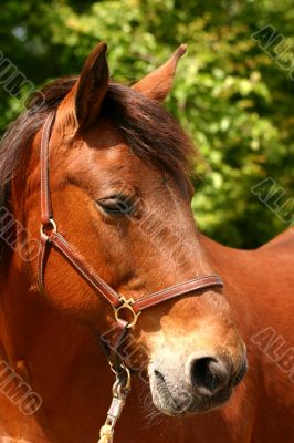 Friendly horse