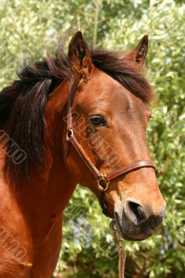 Friendly horse