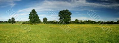 Summer field panorama