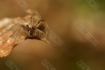 Brown spider up close