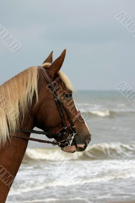 Chestnut at sea