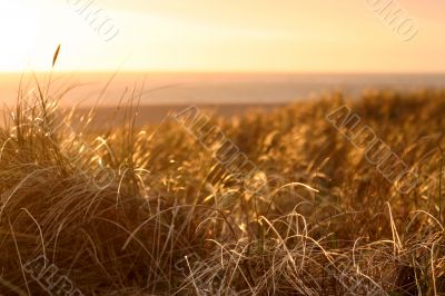 Dunes at sunset