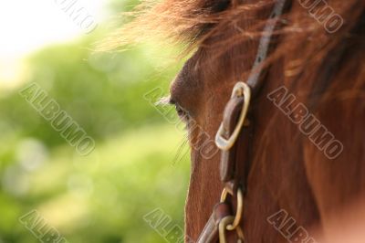Brown horse eye