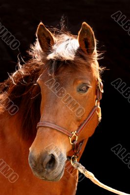 Brown horse