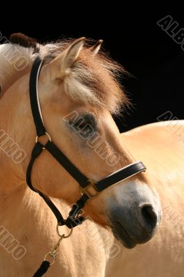 Horse on black