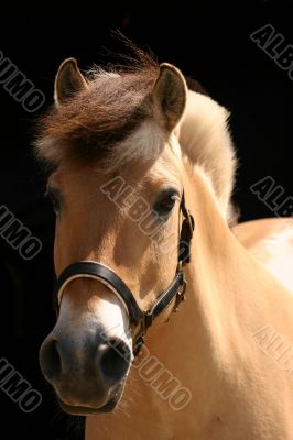 Norwegian fjord horse