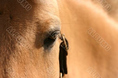 horse eye