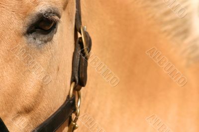 Horse up close