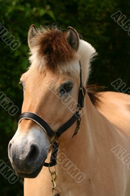 Fjord horse