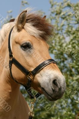 Beautiful pony