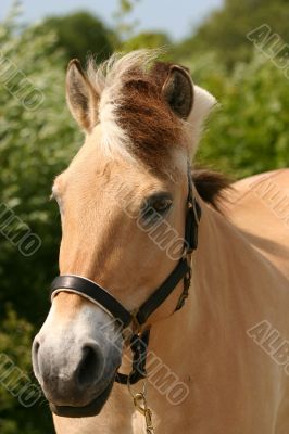 horse portrait