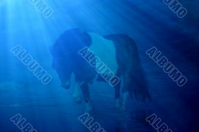 Water horse