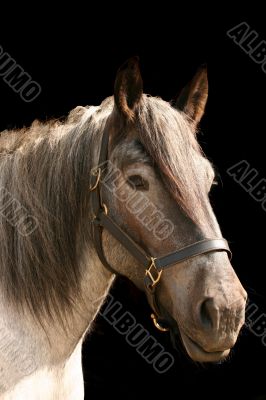 Horse portrait