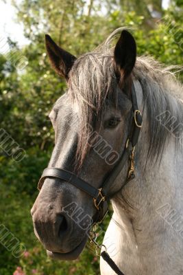 Black headed horse