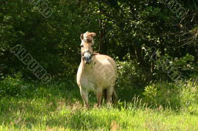 Beautiful horse