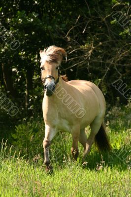 Galloping horse