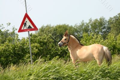 Horse and traffic sign