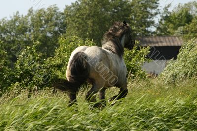Racing draught horse