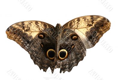 Brown butterfly