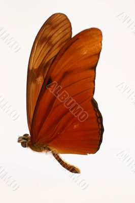 Orange butterfly