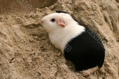 Cavy on a hill