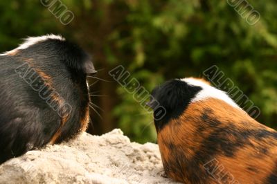 Two guinee pigs