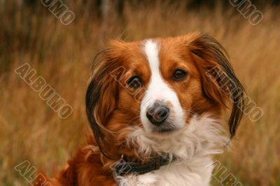 Cute little dog