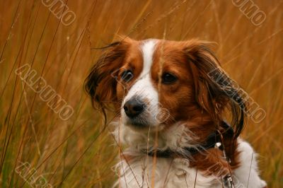 Puppy