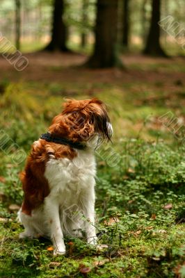 Kooijker dog in a forest