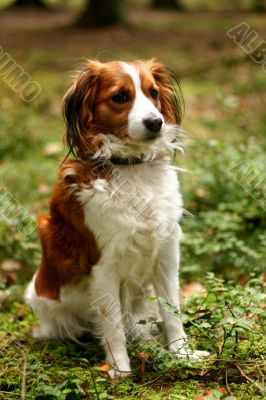 Pet in a forest