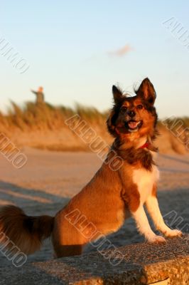 Cute little dog