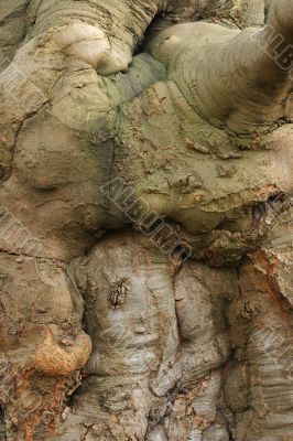 Old tree