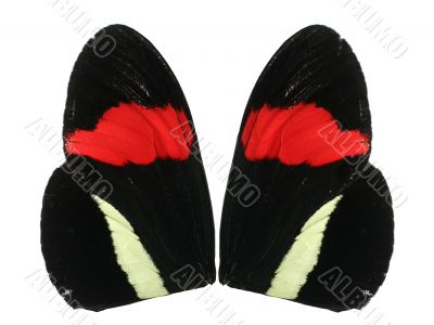 Butterfly wing isolated