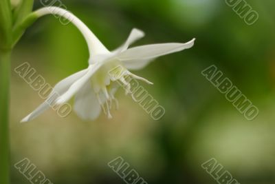 White lily