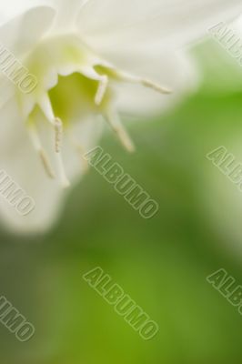 Soft flower