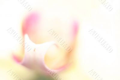 Soft white orchid
