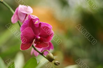 Pink orchid