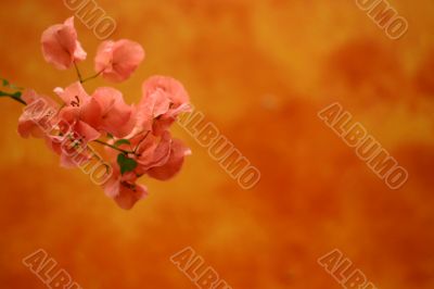 Pink flowers over orange
