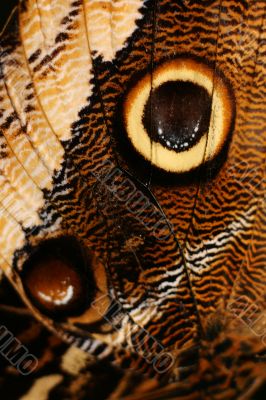 Detail of a butterfly