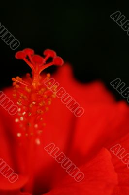 Red on black