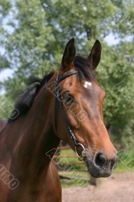 Brown horse