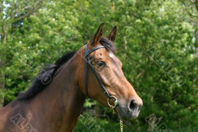 Bay mare portrait