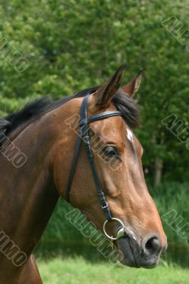 Bay horse