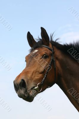 Neighing horse
